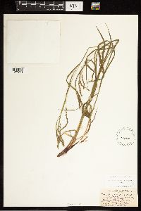 Carex debilis image