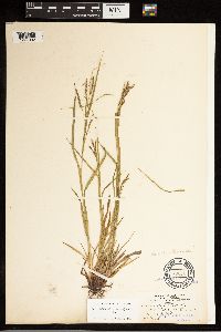 Carex debilis image