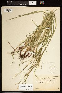 Carex debilis image
