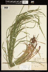 Carex debilis image