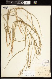Carex debilis image