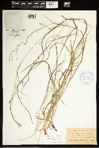 Carex debilis image