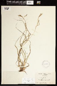 Carex debilis image