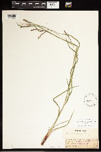 Carex debilis image