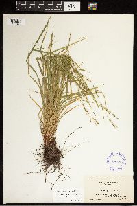 Carex debilis image
