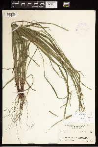Carex debilis image