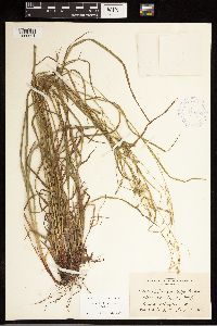 Carex debilis image