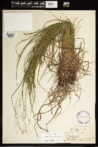 Carex debilis image