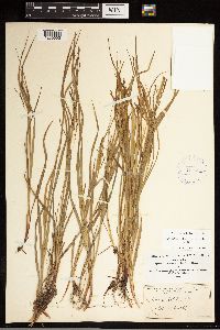 Carex debilis image