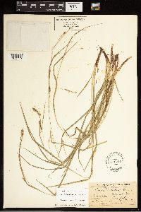 Carex debilis image