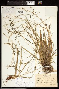 Carex debilis image