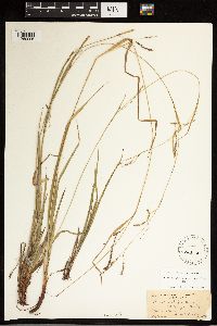 Carex debilis image