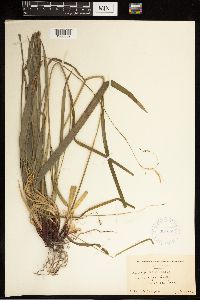 Carex debilis image