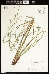 Carex debilis image