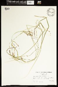 Carex debilis image
