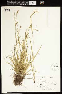 Carex debilis image