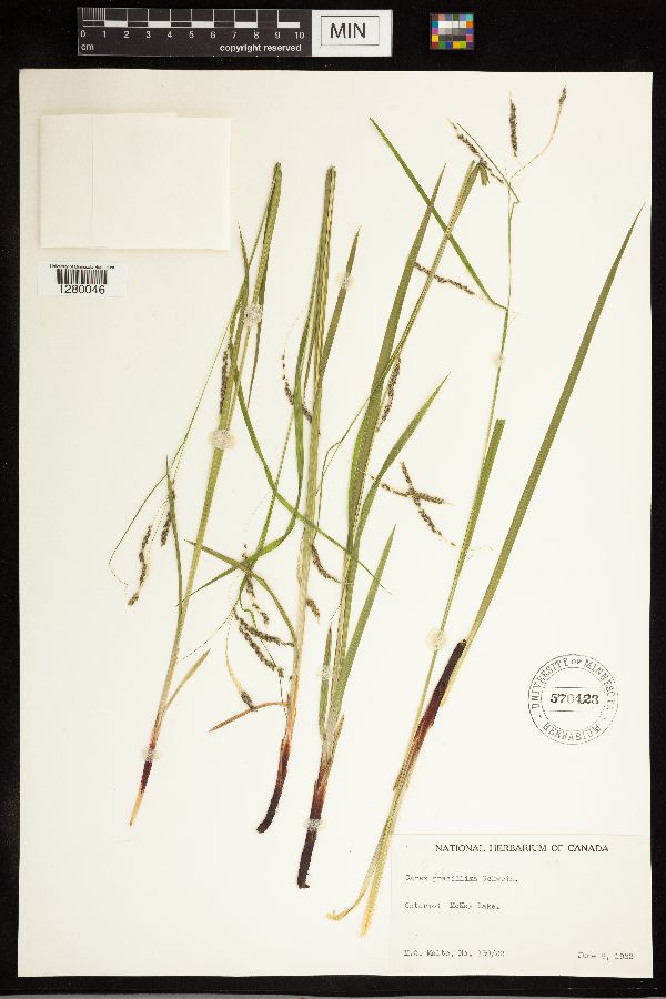 Carex gracillima image