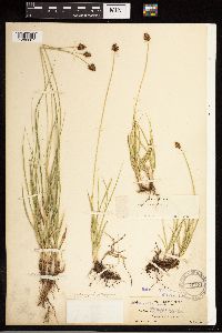 Carex jonesii image