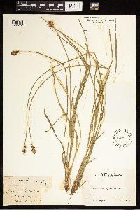 Carex jonesii image