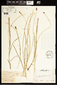 Carex jonesii image