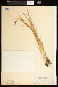 Carex jonesii image