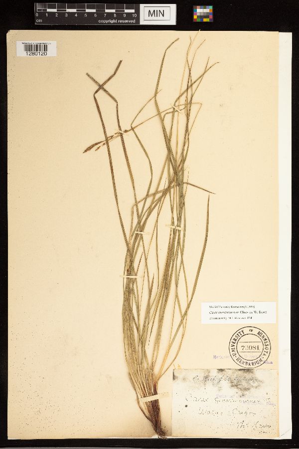 Carex mendocinensis image