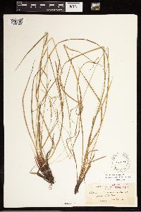 Carex mendocinensis image
