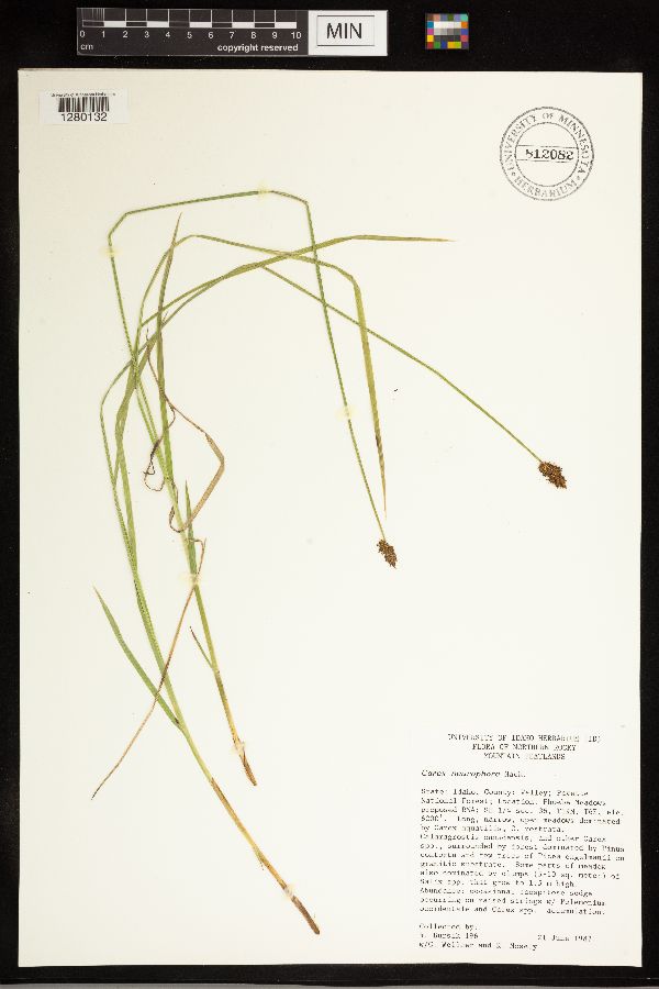 Carex neurophora image
