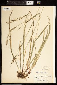 Carex oxylepis image