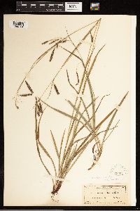 Carex oxylepis image