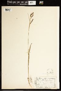 Carex oxylepis image