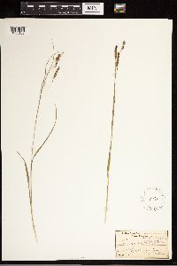 Carex oxylepis image