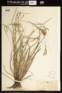 Carex oxylepis image
