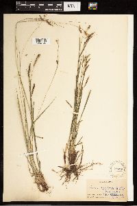 Carex oxylepis image