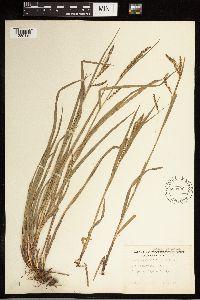 Carex oxylepis image