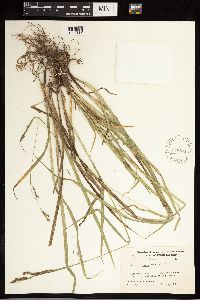 Carex oxylepis image