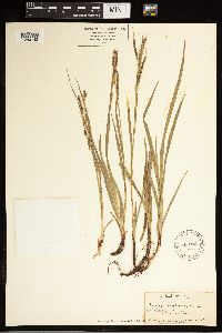 Carex oxylepis image