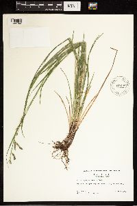 Carex oxylepis image