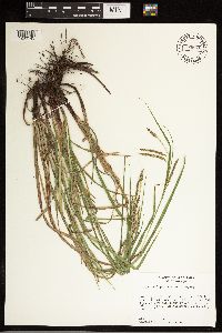 Carex oxylepis image
