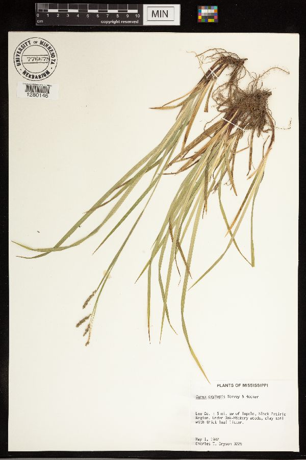 Carex oxylepis image