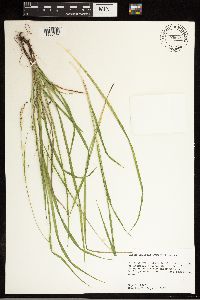 Carex oxylepis image