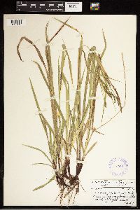 Carex oxylepis image