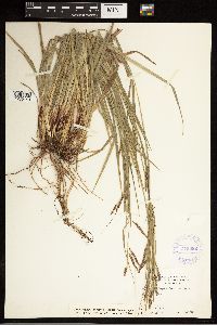 Carex oxylepis image