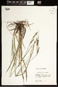Carex oxylepis image