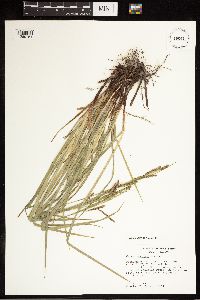 Carex oxylepis image