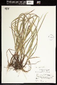 Carex oxylepis image