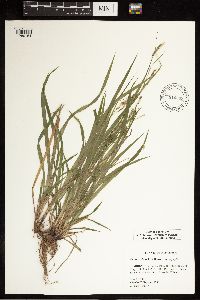 Carex oxylepis image