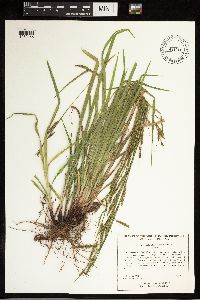 Carex oxylepis image