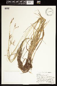 Carex oxylepis image
