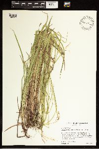 Carex oxylepis image